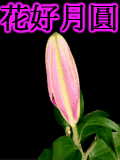 花好月圆